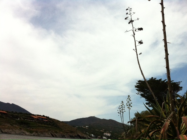 Paisatge de Portlligat amb un cel ennuvolat i una atzavara florida