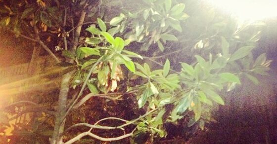 Árbol de hojas verdes a contraluz, con el sol entre las ramas al anochecer