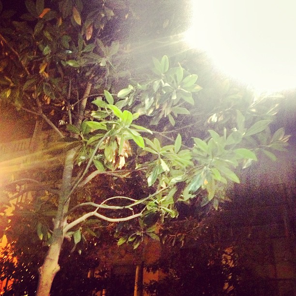 Árbol de hojas verdes a contraluz, con el sol entre las ramas al anochecer