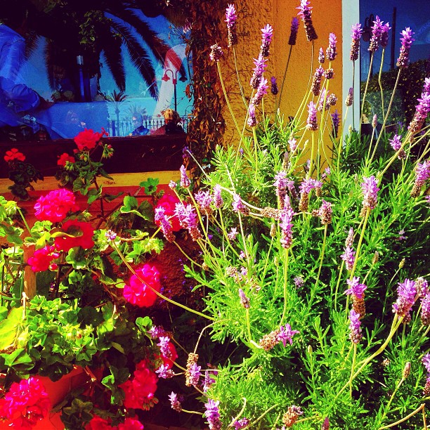 Geranios rojos y lavanda en flor en un patio