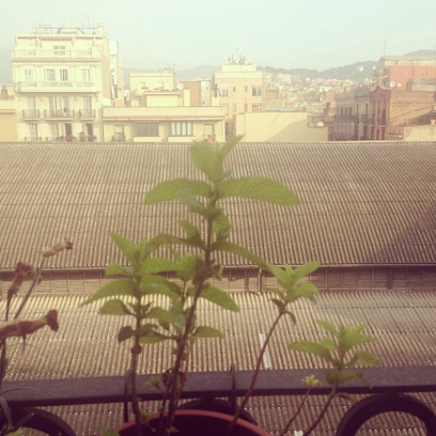 Terraza con una planta de menta y tejados de Barcelona al amanecer