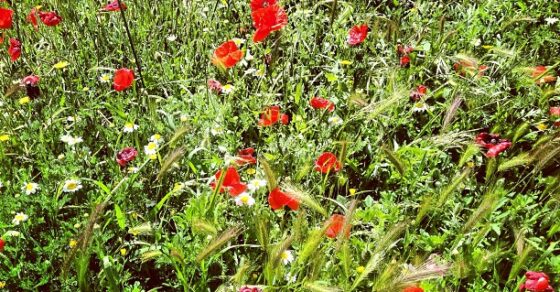 Campo de amapolas y espigas bajo el sol