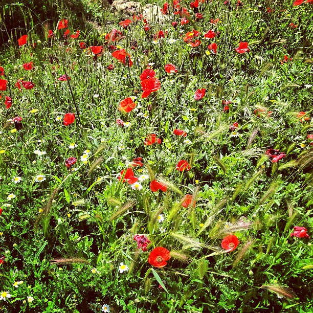 Campo de amapolas y espigas bajo el sol