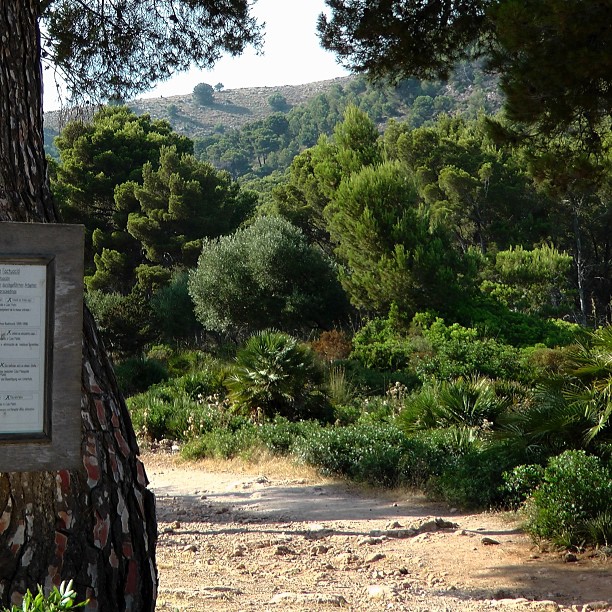 Bosque Mallorca