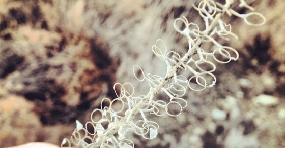 Figura Geometrica Planta Misteriosa