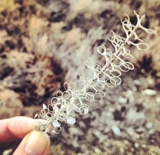 Figura Geometrica Planta Misteriosa