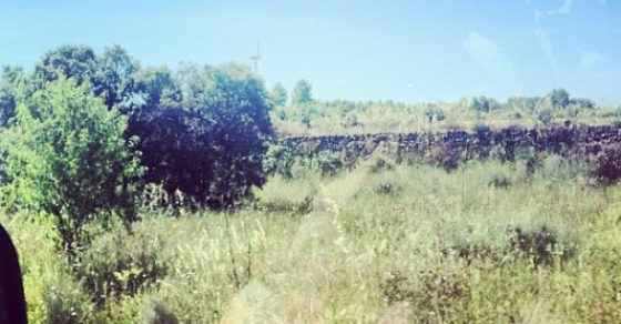 Un Bosque Mediterraneo