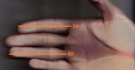 Estudio Medida Del Pene A Partir De Los Dedos De La Mano