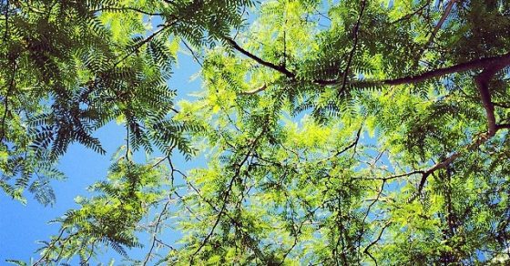 Mmmm primavera! - Roser Amills, escritora mallorquina