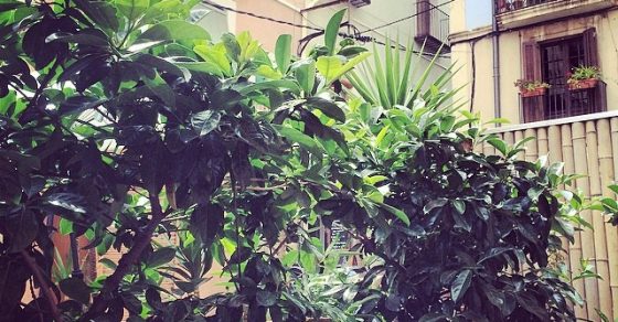 Bon dia, Tarragona!! - Roser Amills, escritora mallorquina