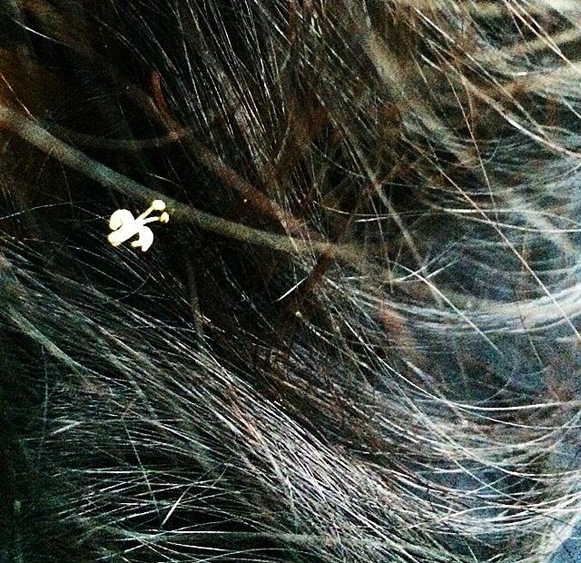 Flor Diminuta Pelo De Roser Amills