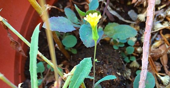 Flores Silvestres En Una Maceta