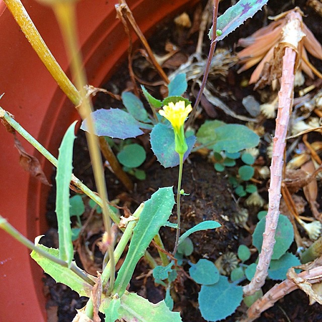 Una pequeña flor amarilla entre hojas verdes azuladas que brotan de la tierra de una maceta