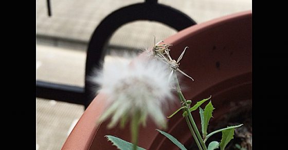 Flor Silvestre Diente De Leon Balcon De Roser Amills