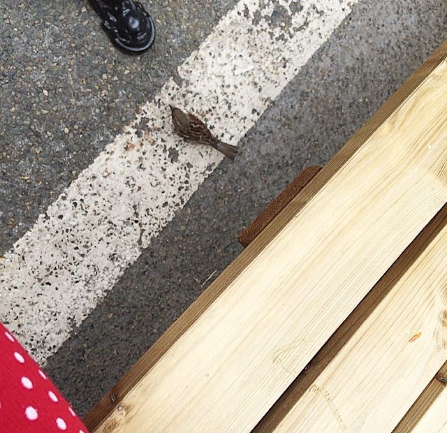 Foto Pajarito En Chartres