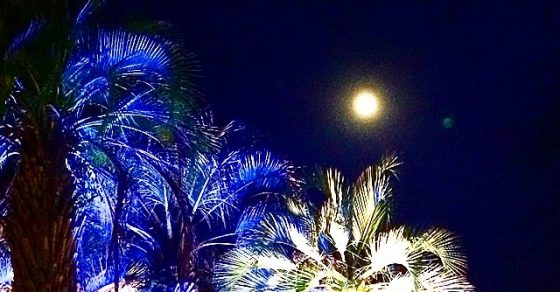 Foto Super Luna De Verano Palmeras