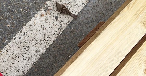 pajarito en chartres