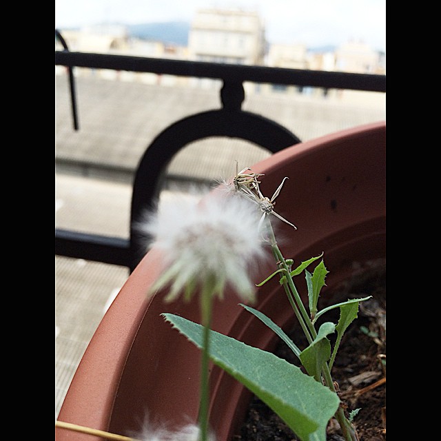 pequeña flor silvestre diente de leon balcon de roser amills
