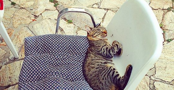 Gato Dormido En Portbou