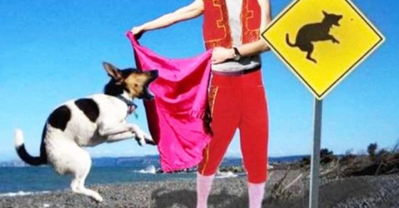 Roser Amills Ilustracion Dibujo Collage Onirico Torero Perro Que Salta