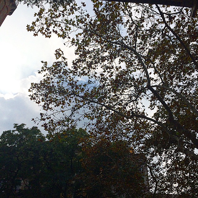 Cielo Y Nubes Entre Las Hojas Placa De La Vila Barcelona