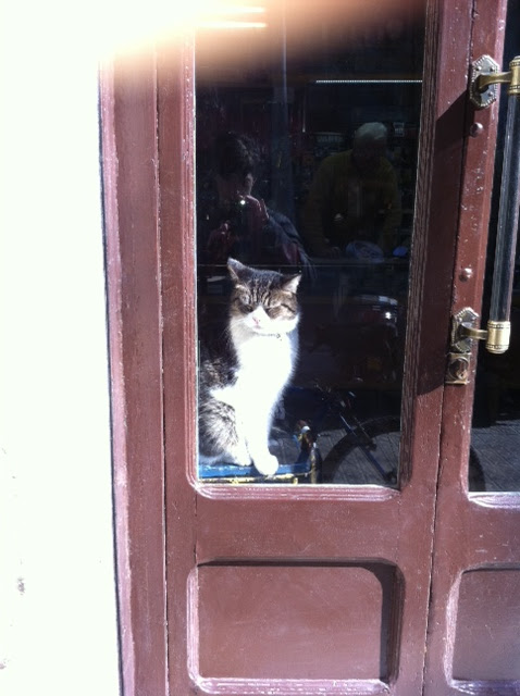 gato en una tienda de barcelona 2