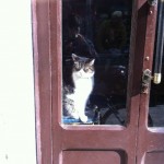 Gato Que Mira En Una Tienda De Barcelona