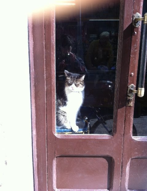 Gato Que Mira En Una Tienda De Barcelona