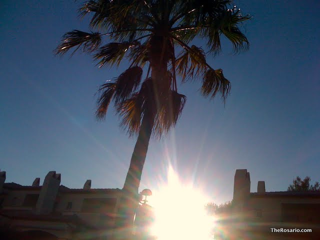 palmera sol miami playa victor amela