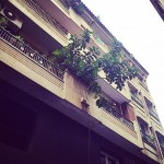 Esta planta en maceta ha crecido bastante bien :)) - Roser Amills, escritora mallorquina