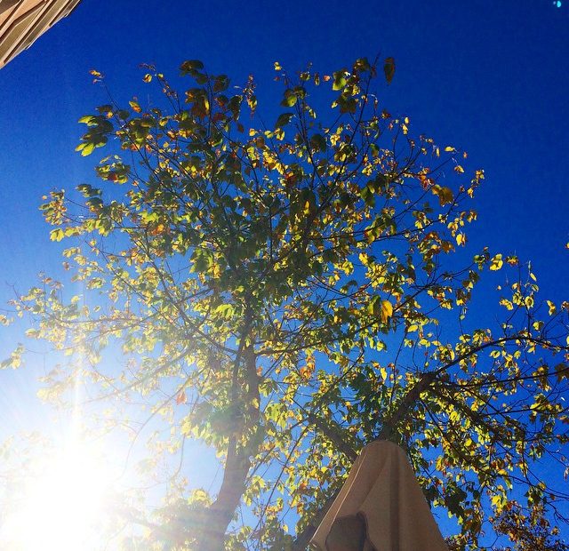 Al Sol Bajo Un Arbol