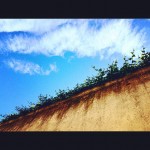 Muro De Enredaderas Barcelona 2014