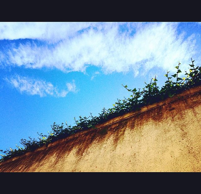 Muro De Enredaderas Barcelona 2014