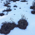 Herbetes amb neu :)) - Roser Amills, escritora mallorquina