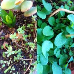 Maacetas De Roser Amills