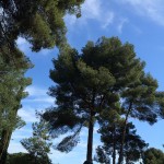 Mon cor estima un arbre... ;)) - Roser Amills, escritora mallorquina