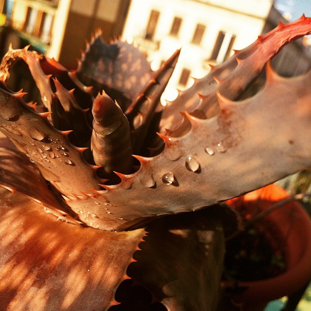 Cactus