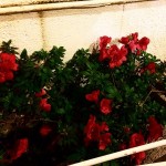 La primavera nos persigue ;)) con @victoramela - Roser Amills, escritora mallorquina