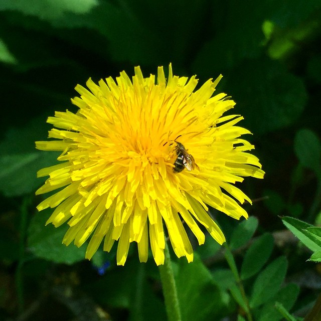 Abeja sobre un diente de león amarillo