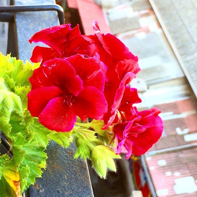 Geranios rojos en flor en un balcón