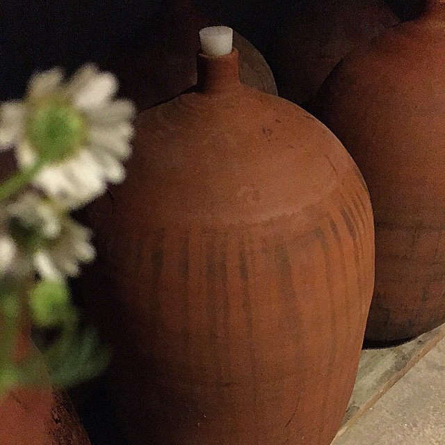 Tinajas de barro y margaritas en la bodega de Vins Abadal