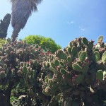 Una de mis suculentas favoritas ;)) - Roser Amills, escritora mallorquina