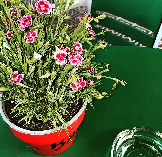 Macetas De Flores De Roser Amills