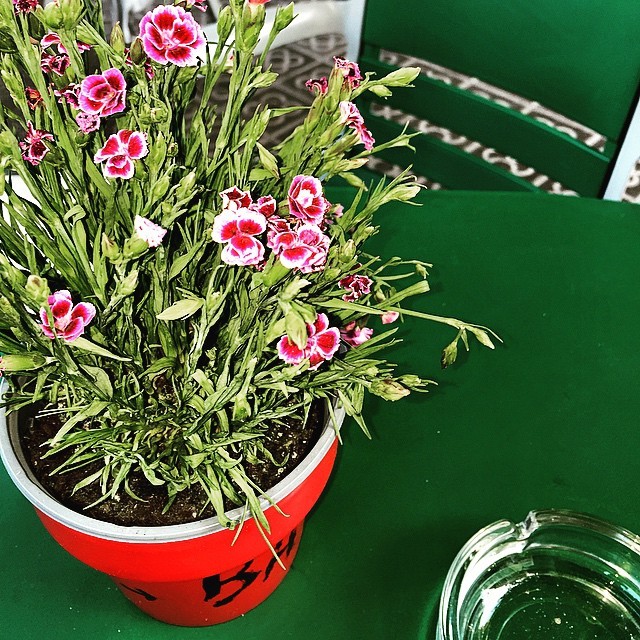 Maceta roja con claveles rosas sobre una mesa verde