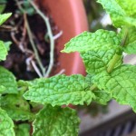 A la menta de mi balcón le gusta el calor ;)) - Roser Amills, escritora mallorquina