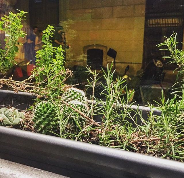 Plantas Mustias Otro Bar Gracia