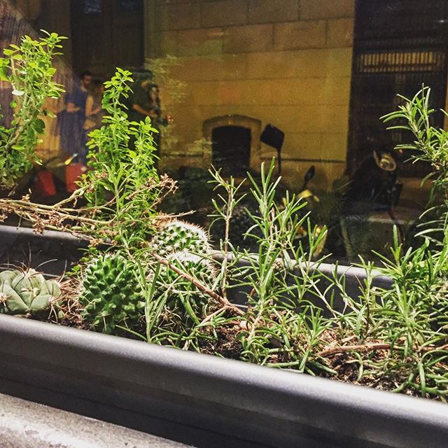 Plantas Mustias Otro Bar Gracia