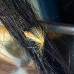 Semillas en el pelo? Sí, la naturaleza es así ;)) - Roser Amills, escritora mallorquina