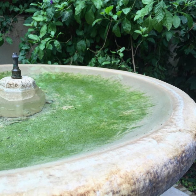 Fuente de piedra con agua verde y plantas al fondo en Écija
