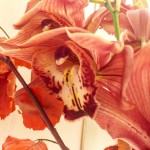 "Ah, pero qué disparate. Las flores no hablan." #aliciaenelpaisdelasmaravillas #buenosdias - Roser Amills, escritora mallorquina